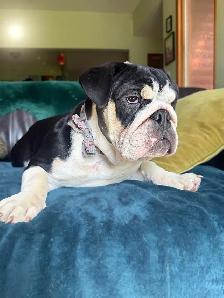 English Bulldog Adolescent Available