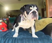 English Bulldog Adolescent Available - Photo 2