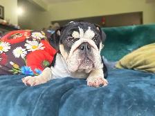 English Bulldog Adolescent Available - Photo 3