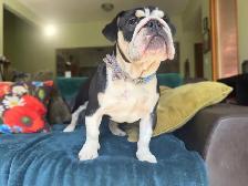 English Bulldog Adolescent Available - Photo 4