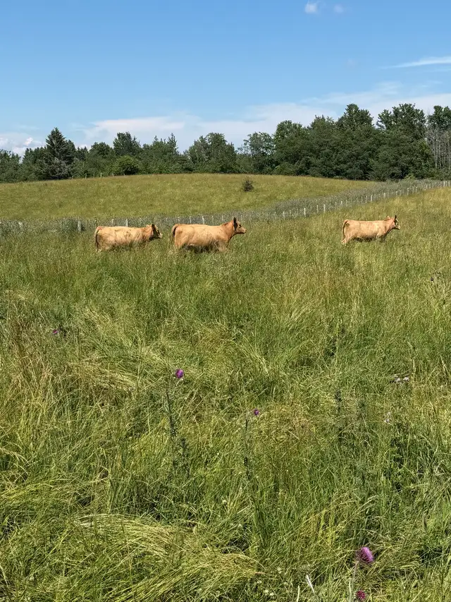 bred Charolias heifers for sale