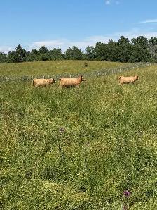 bred Charolias heifers for sale