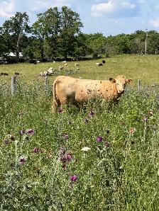 bred Charolias heifers for sale - Photo 2