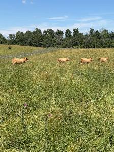 bred Charolias heifers for sale - Photo 3