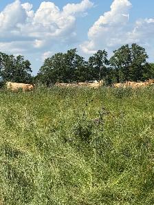 bred Charolias heifers for sale - Photo 4