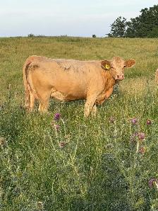 bred Charolias heifers for sale - Photo 5