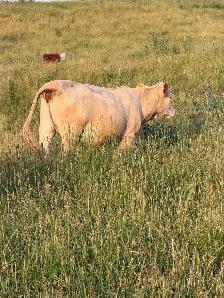 bred Charolias heifers for sale - Photo 6