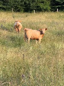 bred Charolias heifers for sale - Photo 7