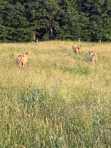 bred Charolias heifers for sale - Photo 8