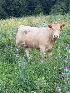bred Charolias heifers for sale - Photo 9