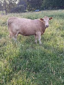 bred Charolias heifers for sale - Photo 10