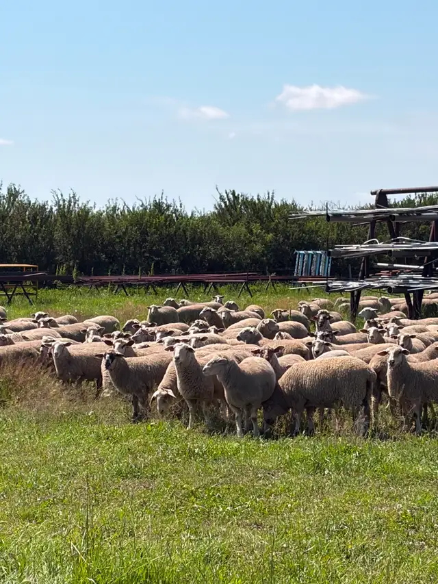 Ewe Lambs for sale