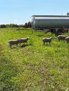 Ewe Lambs for sale - Photo 2