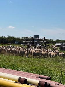 Ewe Lambs for sale - Photo 3