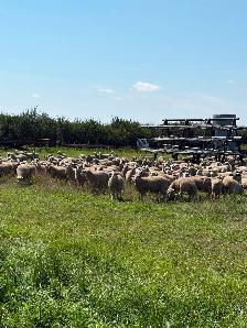 Ewe Lambs for sale - Photo 4