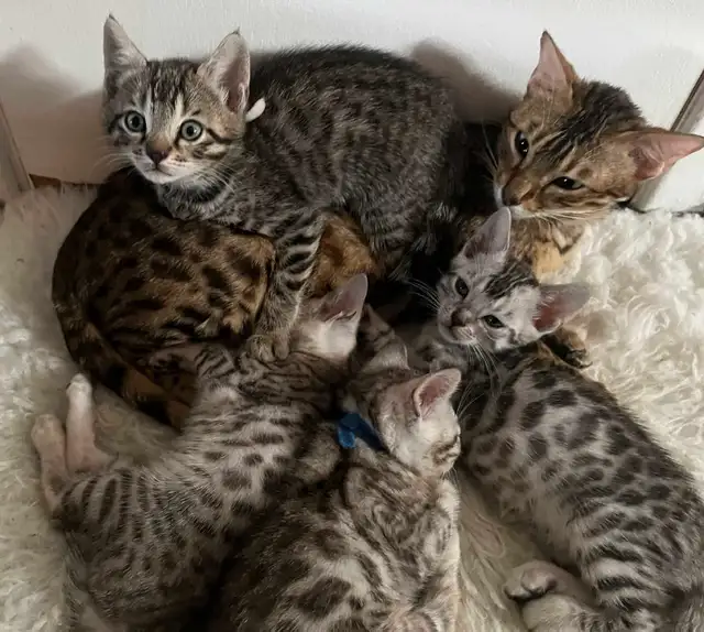 bb bengal a réserver