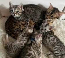 bb bengal a réserver