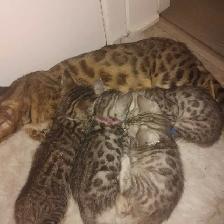 bb bengal a réserver - Photo 5