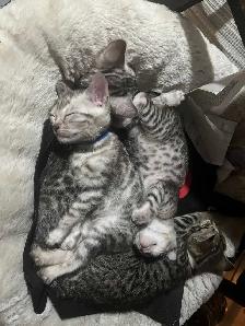 bb bengal a réserver - Photo 9