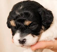 Poochon - Mini Poodle/ Bichon puppies