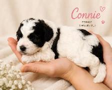 Poochon - Mini Poodle/ Bichon puppies - Photo 2