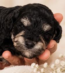 Poochon - Mini Poodle/ Bichon puppies - Photo 3