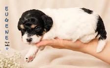 Poochon - Mini Poodle/ Bichon puppies - Photo 4