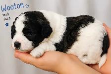 Poochon - Mini Poodle/ Bichon puppies - Photo 5