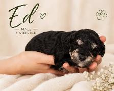 Poochon - Mini Poodle/ Bichon puppies - Photo 6