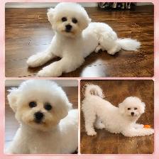 Poochon - Mini Poodle/ Bichon puppies - Photo 7