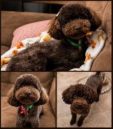 Poochon - Mini Poodle/ Bichon puppies - Photo 8
