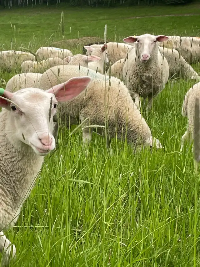 east Friesian Dairy ram lambs