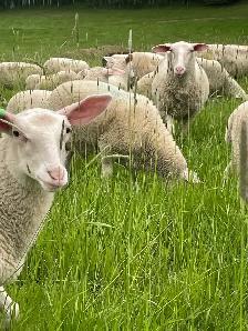 east Friesian Dairy ram lambs