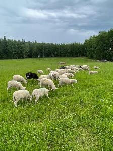 east Friesian Dairy ram lambs - Photo 2