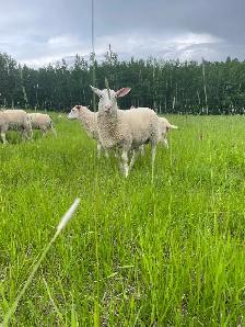 east Friesian Dairy ram lambs - Photo 3