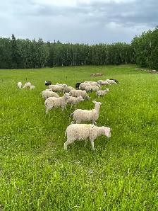 east Friesian Dairy ram lambs - Photo 4