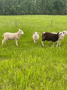east Friesian Dairy ram lambs - Photo 5