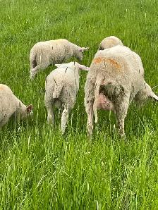 east Friesian Dairy ram lambs - Photo 6
