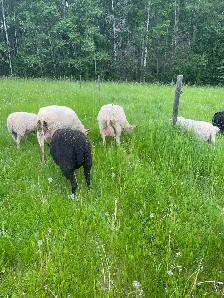 east Friesian Dairy ram lambs - Photo 7