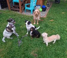 Doggy Day Care
