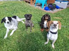 Doggy Day Care - Photo 3