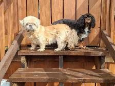 Doggy Day Care - Photo 4