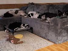 Doggy Day Care - Photo 5