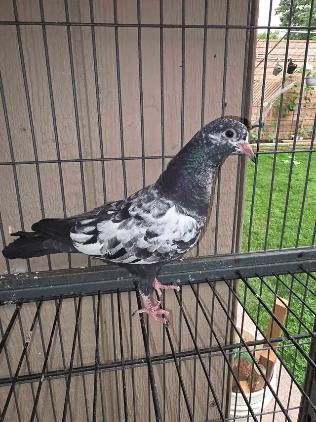 Baby rampuri pigeon for sale