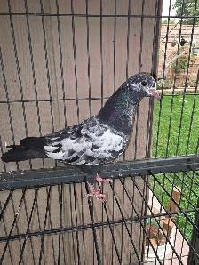 Baby rampuri pigeon for sale