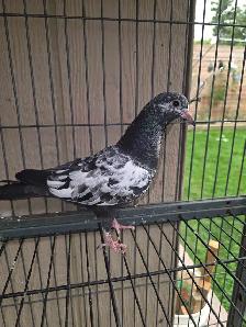 Baby rampuri pigeon for sale - Photo 2