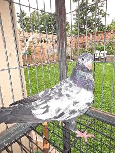 Baby rampuri pigeon for sale - Photo 3