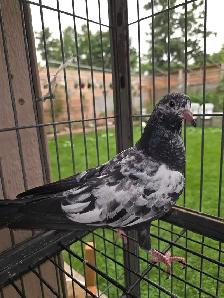 Baby rampuri pigeon for sale - Photo 4