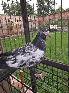 Baby rampuri pigeon for sale - Photo 5