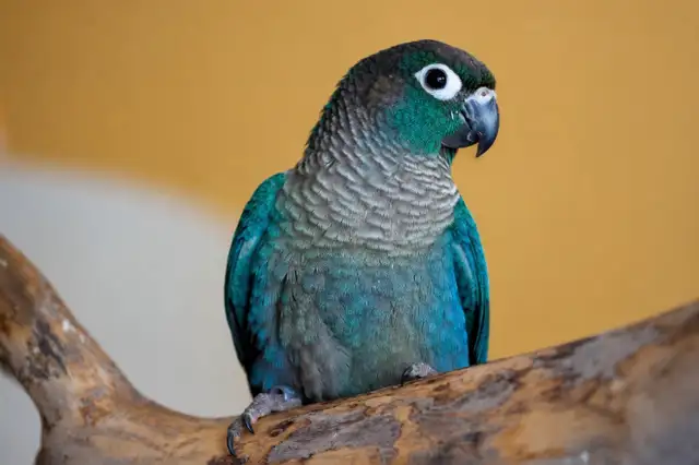❤️⭐❤️ Hand raised BABY Conure ❤️ with Cage and Food❤️⭐❤️